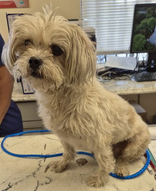 Photo of Eva, adoptable Lhasa Apso in Lodi, California