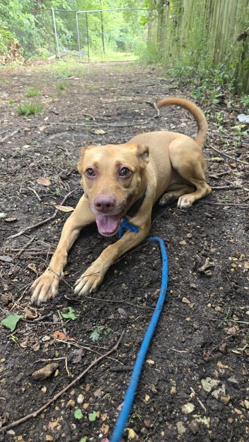 Photo of Carnela, adoptable Labrador Retriever in Jackson, Mississippi