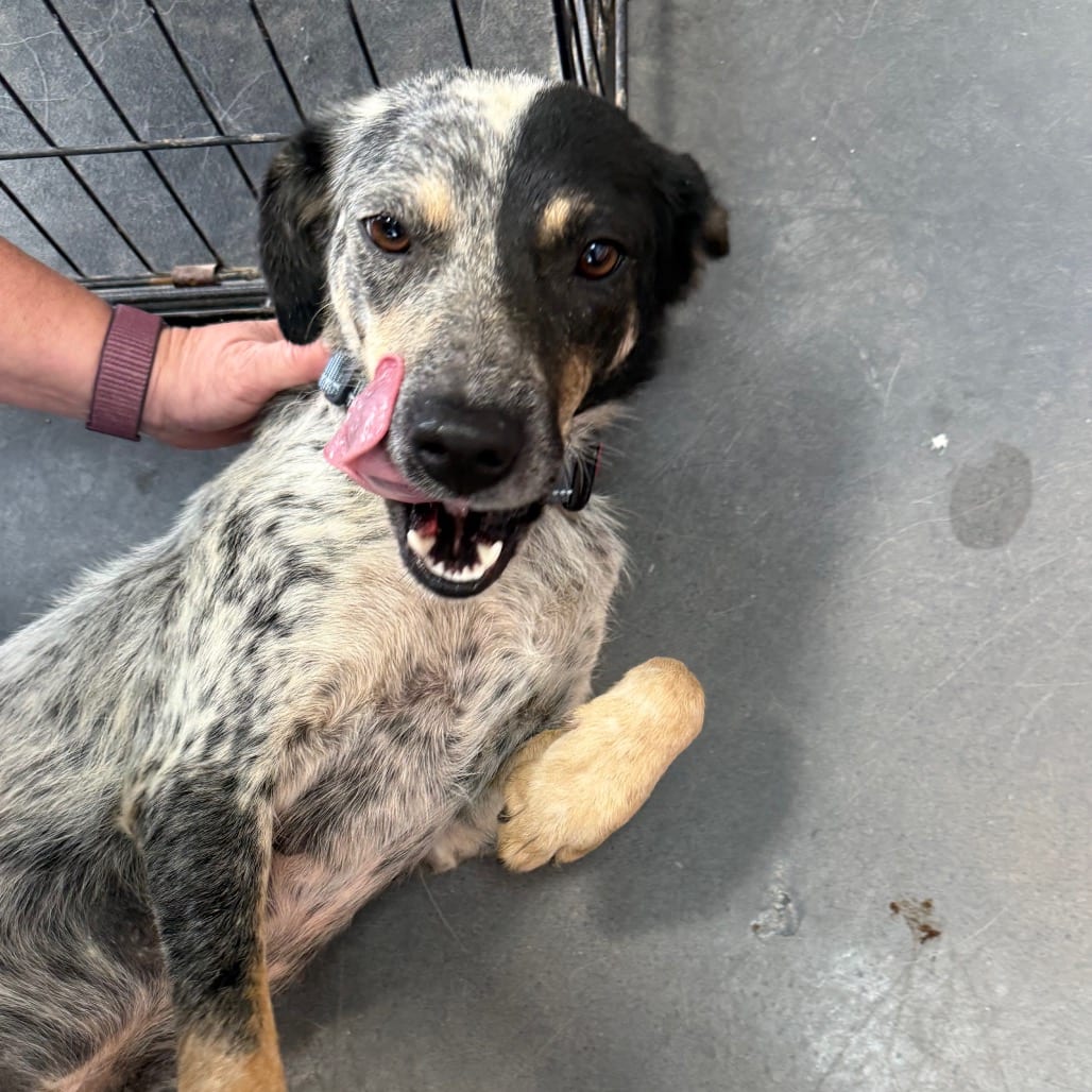 Photo of Kirra, adoptable Collie, Border / Cattle Dog, Australian (Blue Heeler) in Normal, Illinois