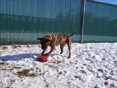 Photo of Marley, adoptable Pit Bull Terrier in Springfield, Massachusetts