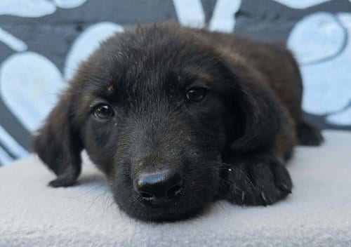 Photo of Boise (B Squad), adoptable Labrador Retriever in Brewster, New York