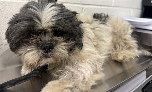 Photo of Cole, adoptable Shih Tzu in San Bernardino, California