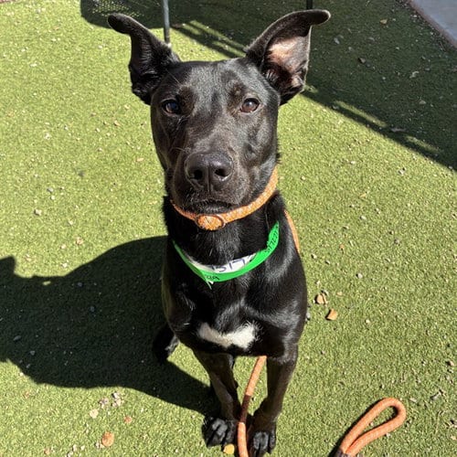 Photo of Thunder, adoptable Labrador Retriever in Phoenix, Arizona