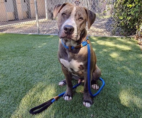 Photo of Zero, adoptable Pit Bull Terrier in San Jose, California