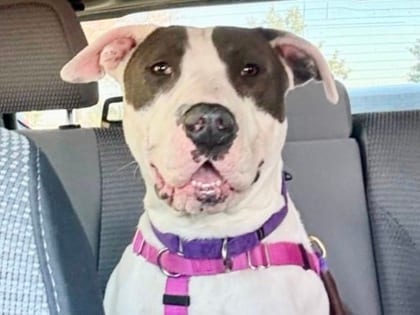 Photo of Tony, adoptable dog in Georgetown, Texas