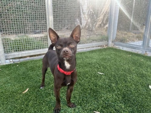 Photo of Churro, adoptable Chihuahua in Los Angeles, California