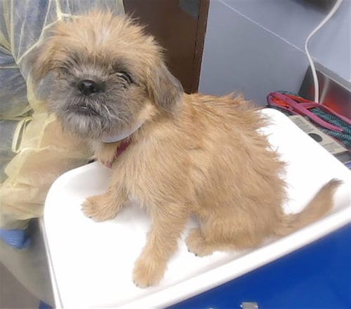 Photo of Sprout, adoptable Brussels Griffon in Phoenix, Arizona