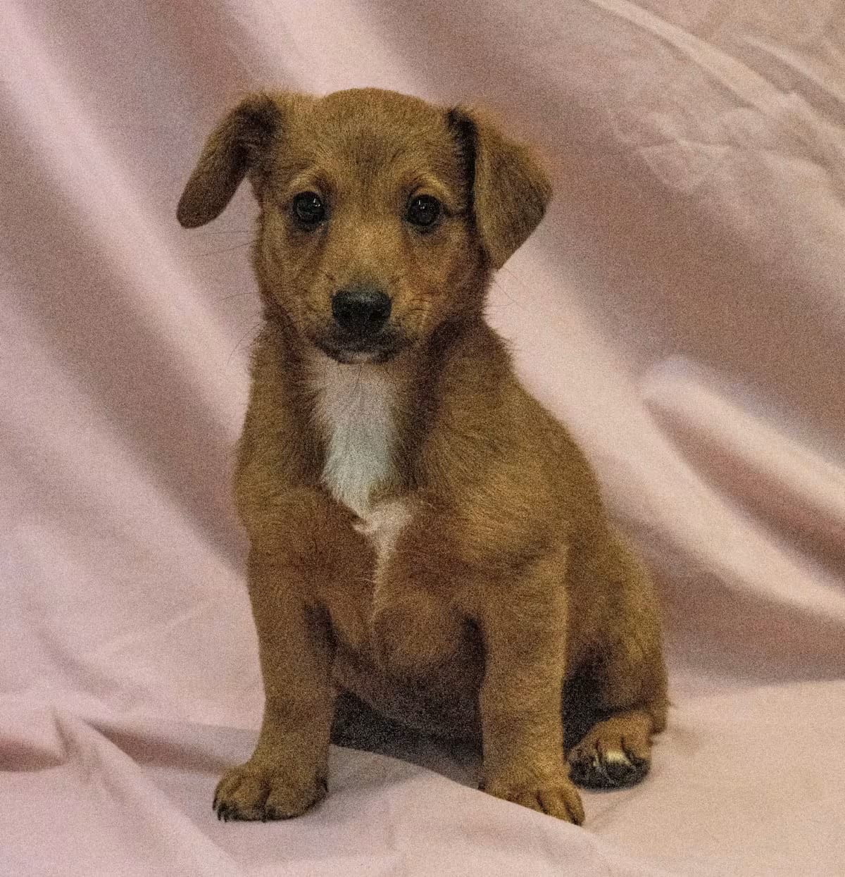 Photo of Cinnamon, adoptable Corgi/Poodle (Miniature) in Pottstown, Pennsylvania