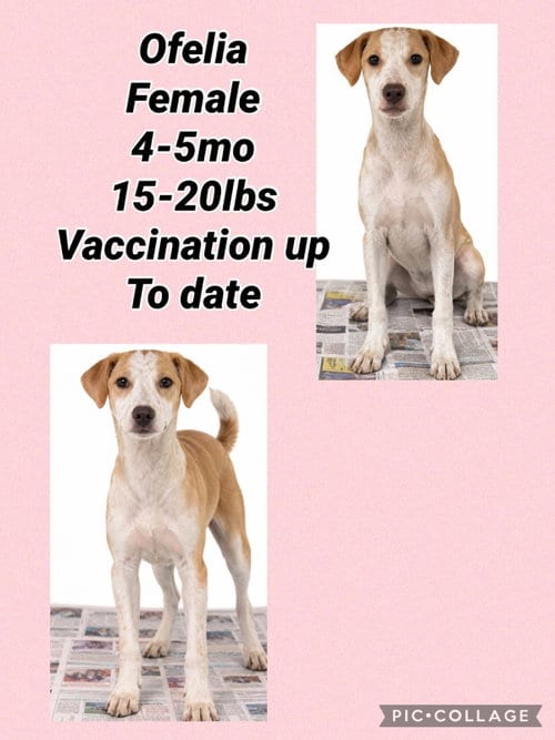 Photo of Ofelia, adoptable Pointer in Virginia Beach, Virginia