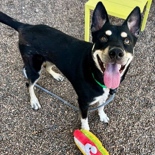 Photo of Cowboy, adoptable Husky in Mesa, Arizona