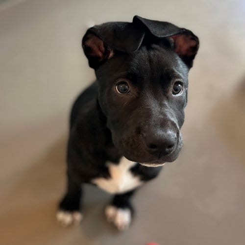 Photo of Damian, adoptable Unknown breed in Rancho Santa Fe, California