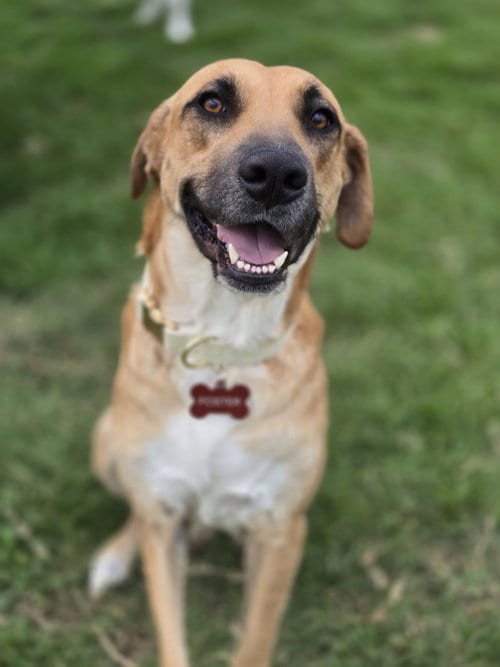 Photo of Breezy, adoptable Black Mouth Cur in The Woodlands, Texas