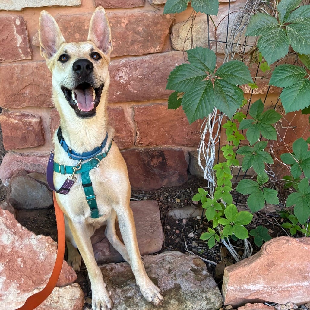 Photo of Oriole, adoptable Shepherd / Mixed Breed (Large) in Kanab, Utah