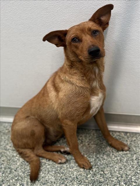 Photo of Maggie, adoptable German Shepherd Dog in Salisbury, North Carolina