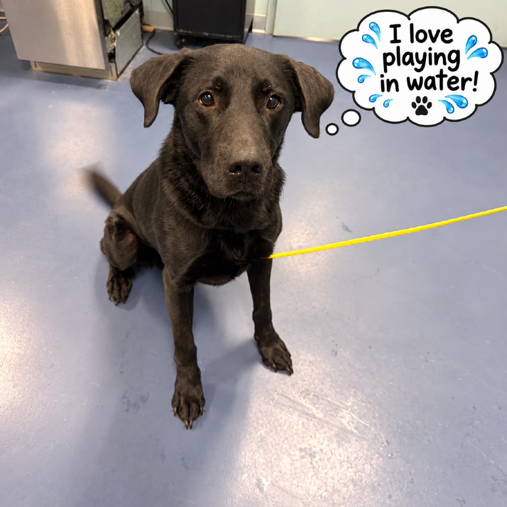 Photo of Fenway Park, adoptable Retriever, Black Labrador in Greensboro, North Carolina