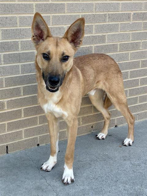 Photo of Roddy, adoptable German Shepherd Dog in Dallas, Texas