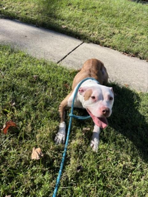 Photo of Bonita, adoptable American Pit Bull Terrier in Derwood, Maryland