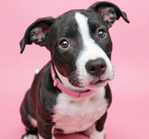 Photo of Daisy Lou, adoptable American Bulldog in Mobile, Alabama