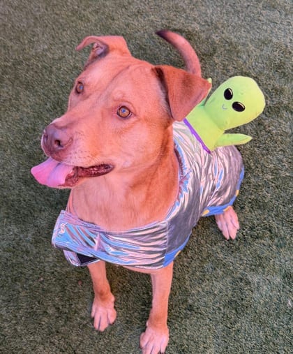 Photo of Charlie, adoptable dog in Farmington, New Mexico
