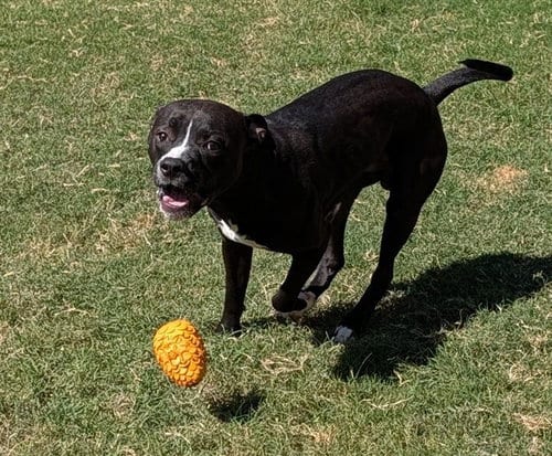 Photo of Bevo, adoptable Pit Bull Terrier in Plano, Texas