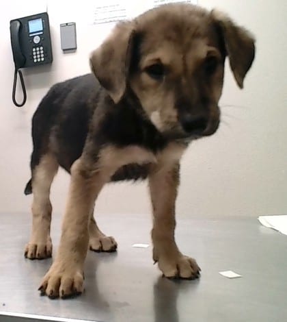 Photo of Donald, adoptable dog in Farmington, New Mexico