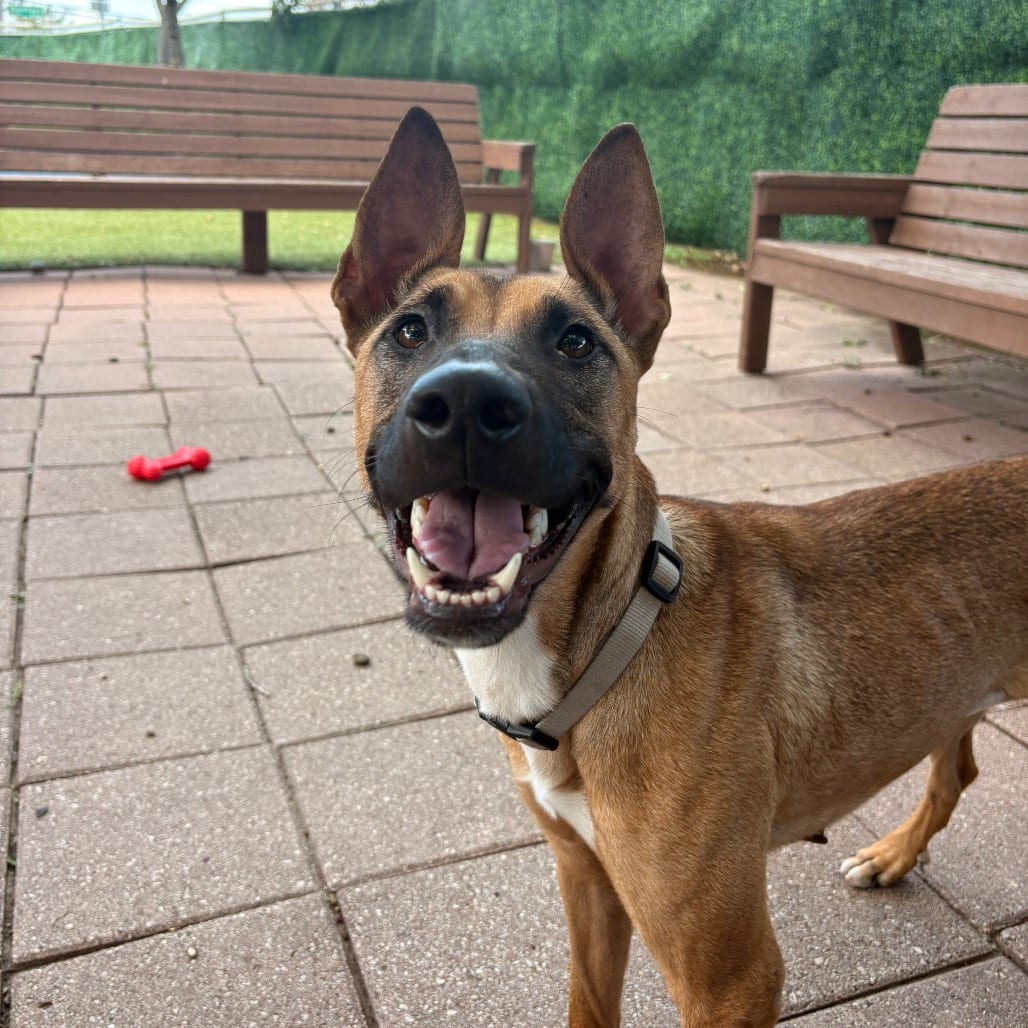 Photo of Cholula, adoptable Black Mouth Cur / Shepherd in Dallas, Texas