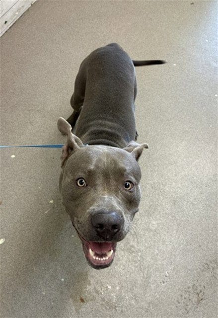 Photo of Owen, adoptable Pit Bull Terrier in San Bernardino, California