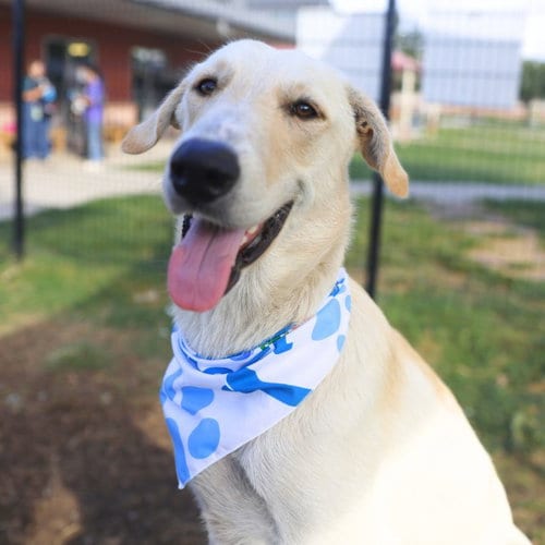 Photo of Leo, adoptable Great Pyrenees in San Antonio, Texas