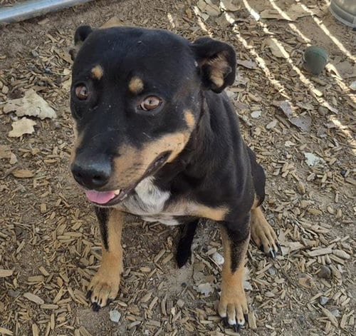 Photo of Darla, adoptable American Pit Bull Terrier in Albuquerque, New Mexico