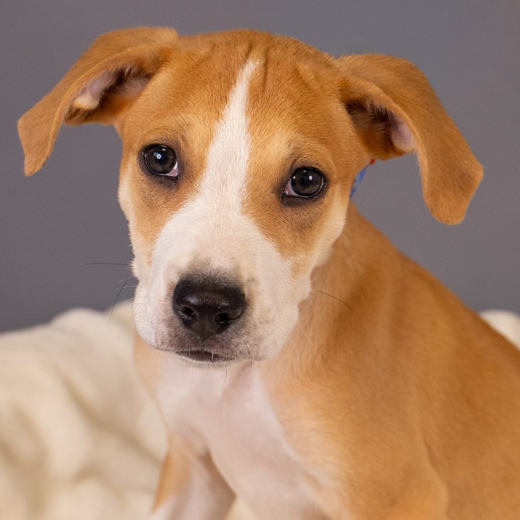 Photo of Brazil D12498, adoptable Beagle / Retriever, Labrador in Princeton area, Minnesota