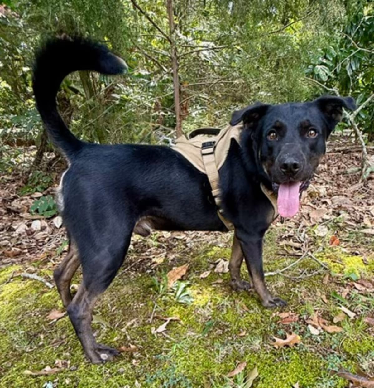 Photo of Happy, adoptable Rottweiler/German Shepherd Dog in Malvern, Pennsylvania