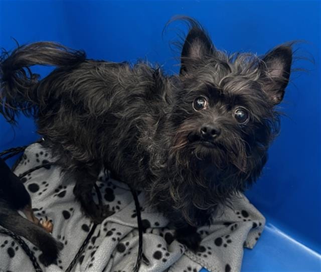 Photo of Nyee, adoptable Mixed Breed