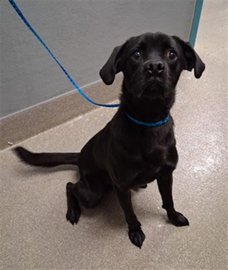 Photo of Finn, adoptable Labrador Retriever in Las Vegas, Nevada