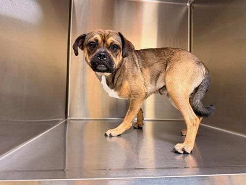 Photo of Tony, adoptable Pug in Orange, California