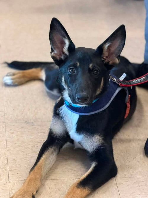 Photo of Berry, adoptable German Shepherd Dog in Turlock, California