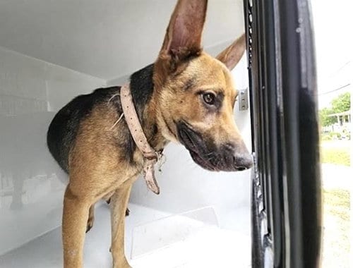 Photo of A661201, adoptable German Shepherd Dog in Houston, Texas
