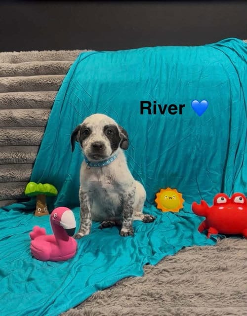 Photo of River, adoptable Cattle Dog in Turlock, California