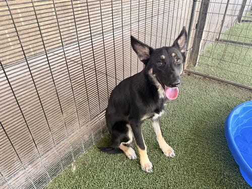 Photo of Gunner, adoptable German Shepherd Dog in Garland, Texas