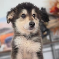 Photo of Pumpkin, adoptable Shepherd (Unknown Type) Husky in Frederick, Maryland
