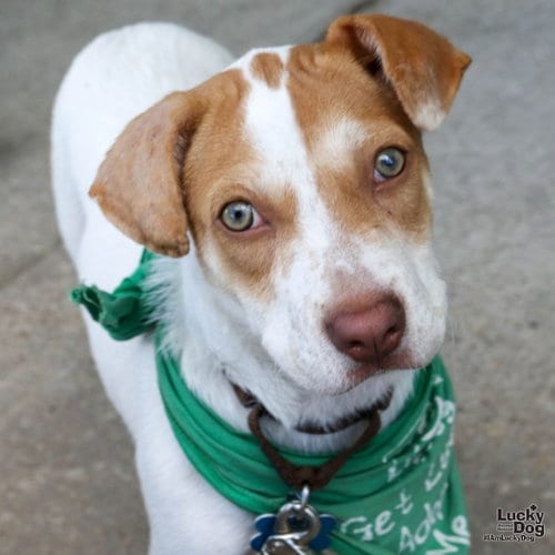 Photo of Tyna, adoptable Terrier in Washington, District of Columbia