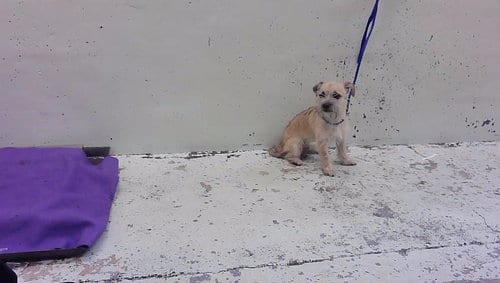 Photo of A2096539, adoptable Shih Tzu in Houston, Texas