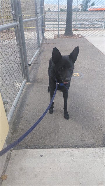 Photo of Alpha, adoptable German Shepherd Dog in Baldwin Park, California