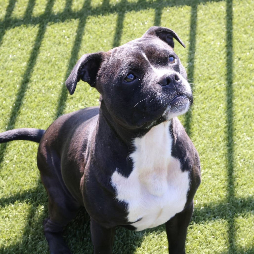 Photo of Morty, adoptable Terrier, Boston / Mix in Spartanburg, South Carolina