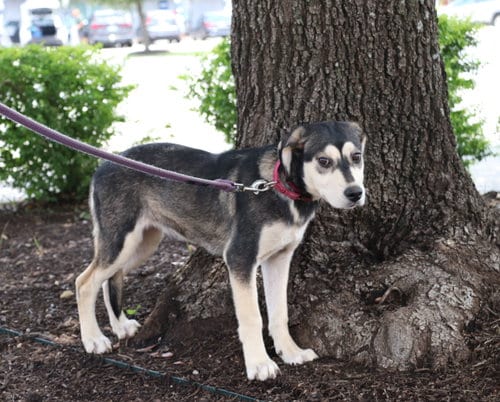 Photo of Lady Sif, adoptable Husky in Pflugerville, Texas