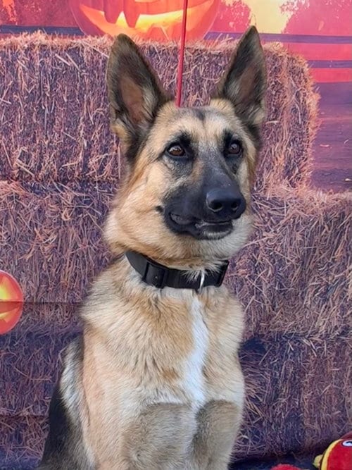 Photo of Elle, adoptable German Shepherd Dog in Lake Elsinore, California