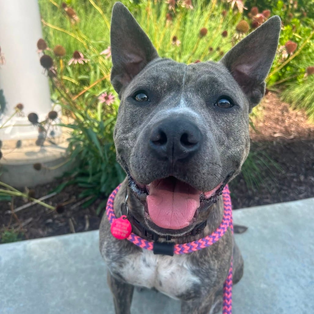 Photo of Karington, adoptable Mixed Breed (Medium) in St. Louis, Missouri
