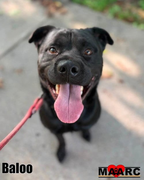 Photo of Baloo, adoptable Rottweiler in Maryville, Tennessee