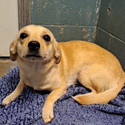 Photo of Potato, adoptable Chihuahua Dachshund in Frederick, Maryland