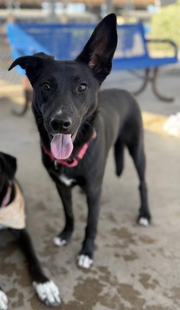 Photo of Leia, adoptable Australian Shepherd in Chula Vista, California