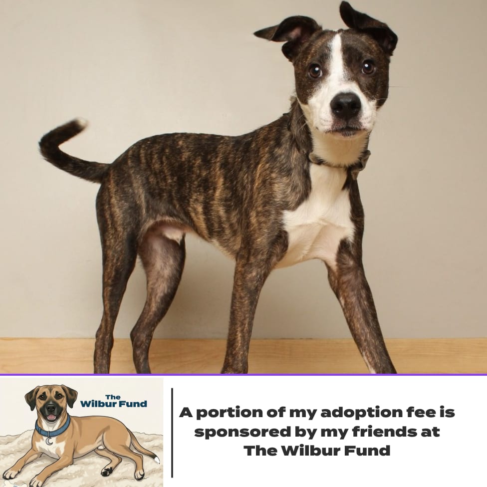 Photo of Blaze D70031, adoptable Terrier, Pit Bull / Mixed Breed (Medium) in Minnesota, Minnesota